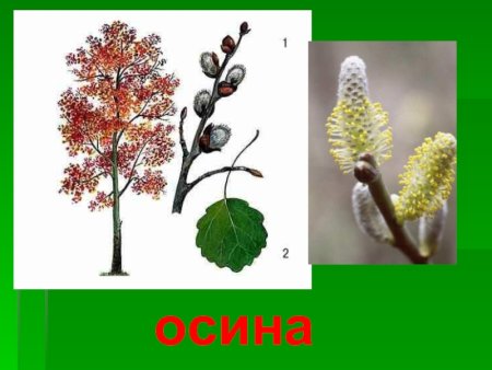 Плоды осины