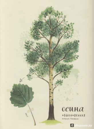 Лист осины гербарий