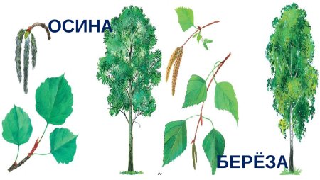 Осина и береза