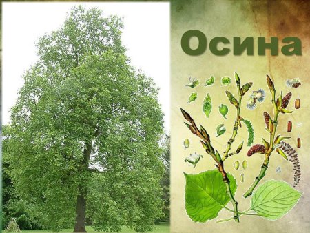Осина обыкновенная