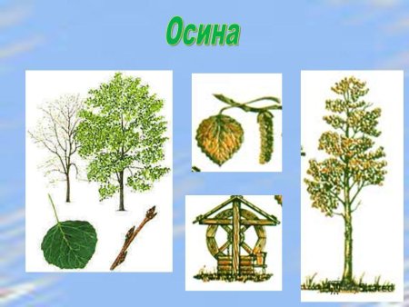Свойства дерева для дошкольников