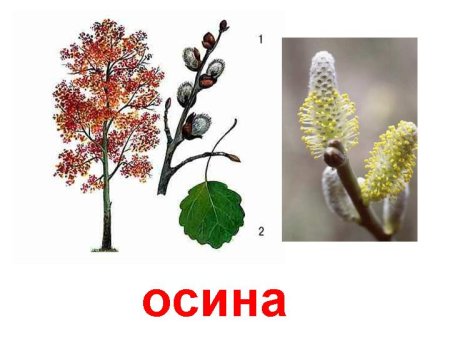 Осина для дошкольников
