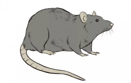 Крыса рисунок