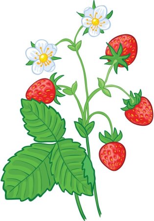 Земляника рисунок