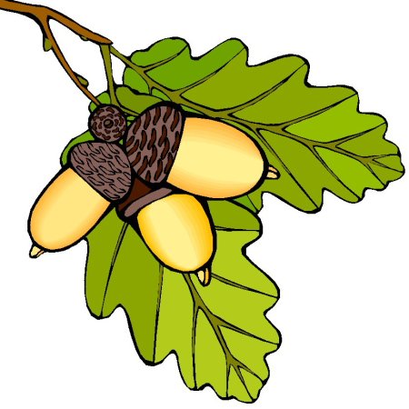Веточка дуба с желудями рисунок