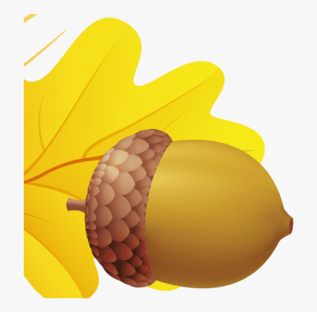 Желудь на прозрачном фоне