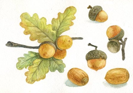 Желудь акварель