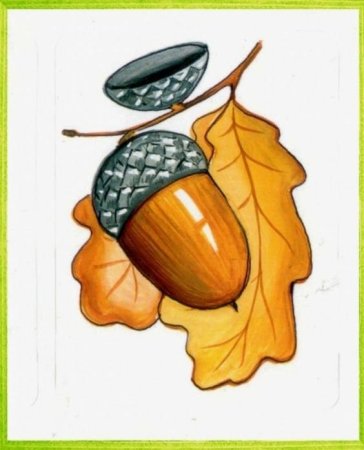 Желуди для дошкольников