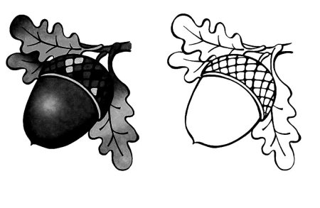 Жёлудь картинка для детей раскраска