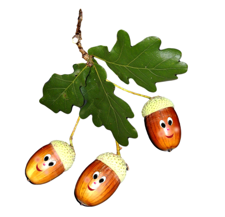 Желудь рисунок