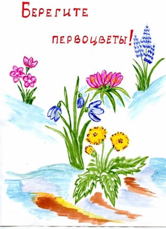 Плакат в защиту первоцветов