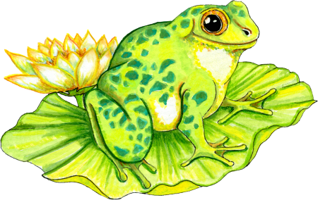 Рисунок жабы детский (46 фото)