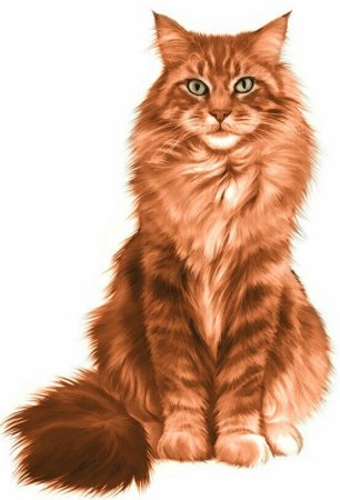 Мейн кун кот воитель