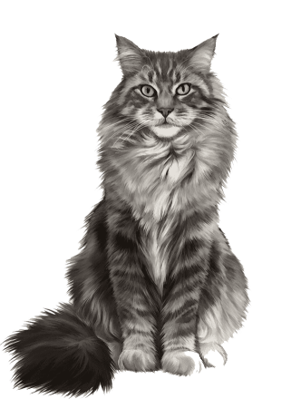 Коты Воители Мейн кун