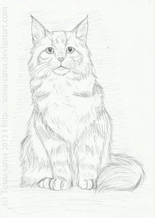 Раскраска кот Мейн кун