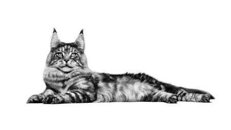 Мейн кун на белом фоне