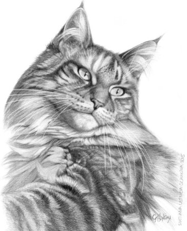 Раскраска кот Мейн кун