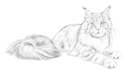 Кот Мейн кун