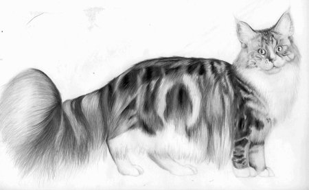 Раскраска мейкун кошка