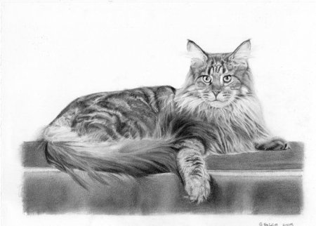 Мейн кун раскраска