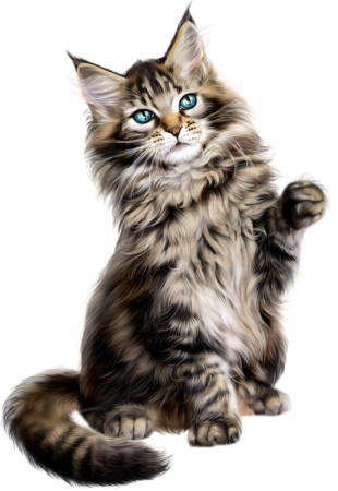 Котята Мейн кун