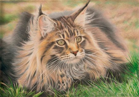 Кот Мейн кун арт