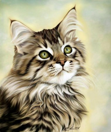 Котята Мейн кун