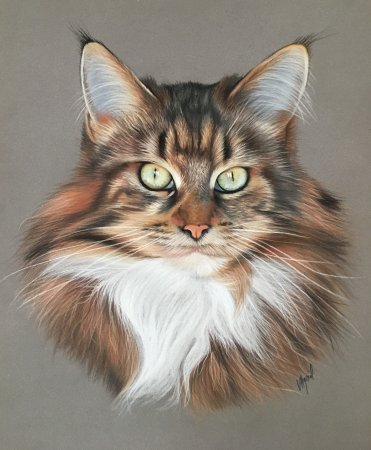 Кот Мейн кун арт