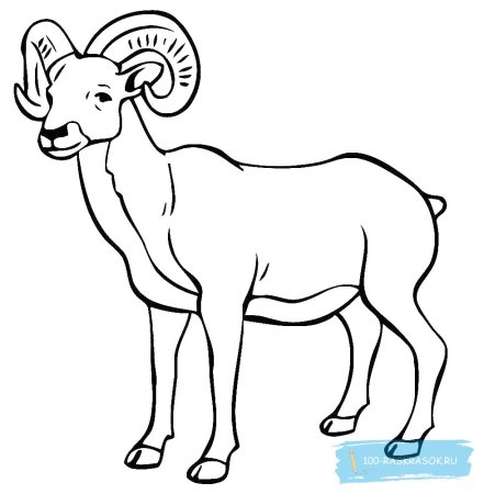 Алтайский горный баран раскраска