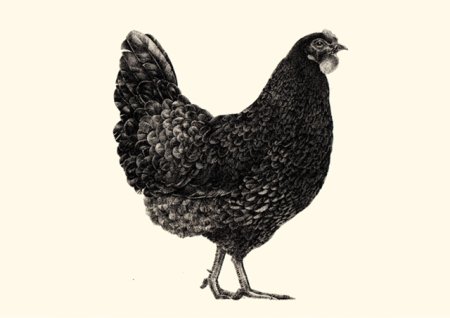 Черная курица рисунок