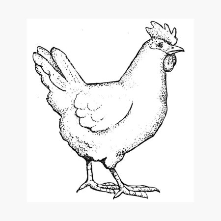 Черная курица раскраска