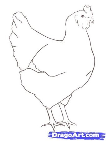 Курица для срисовки легко