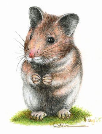 Хомяк рисунок