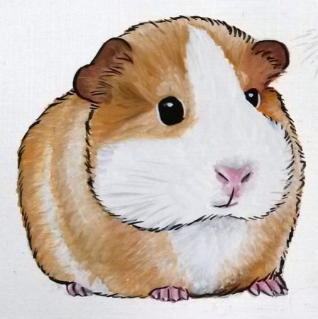 Морская Свинка рисунок