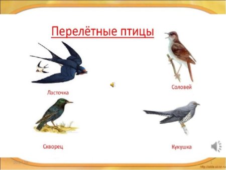 Перелётные ПТИЦЫДЛЯ детей