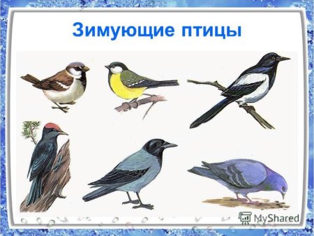 Изображение зимующих птиц