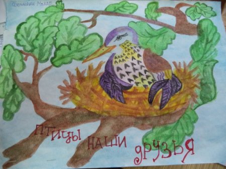 Птицы наши друзья рисунки