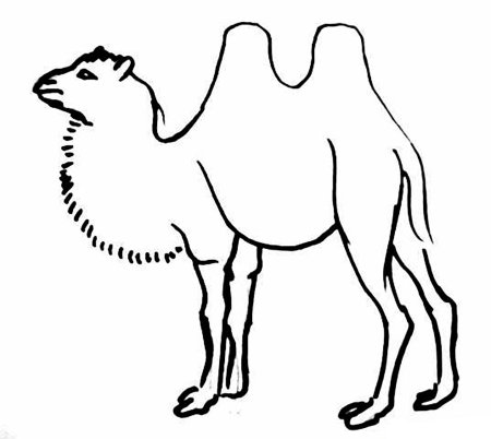 Детский рисунок верблюд (52 фото)