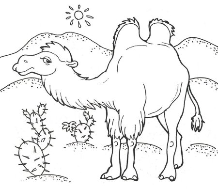 Верблюд раскраска для детей
