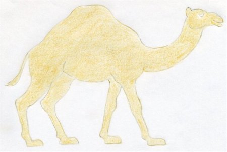 Изображение верблюда для детей