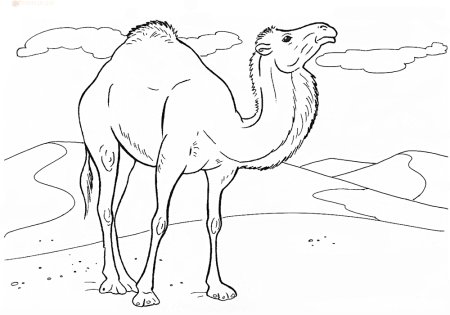 Верблюд черно белый