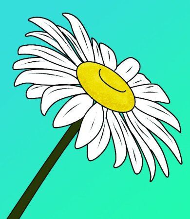 Рисунок ромашки для срисовки