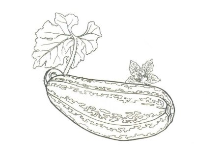 Кабачок раскраска