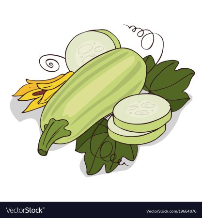 Кабачок вектор