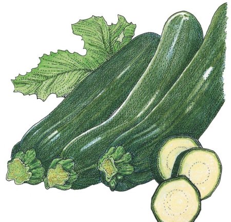 Кабачок рисунок