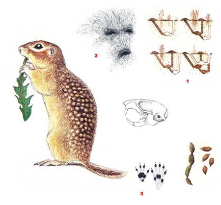 Следы суслика