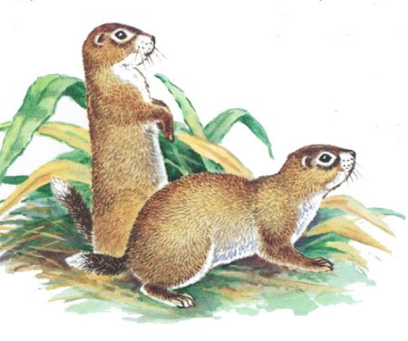 Суслик для детей