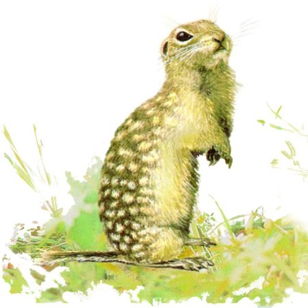 Крапчатый сурок суслик