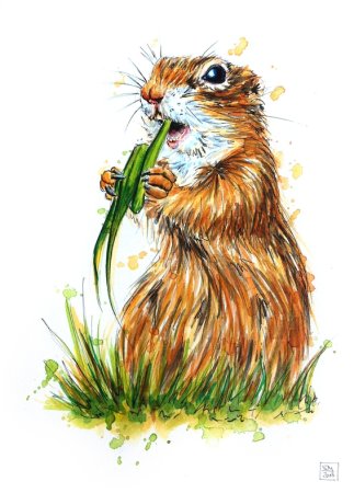 Суслик акварель