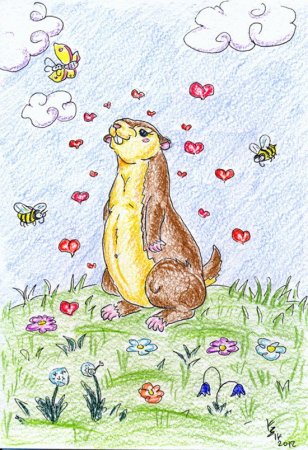 Сурок рисунок